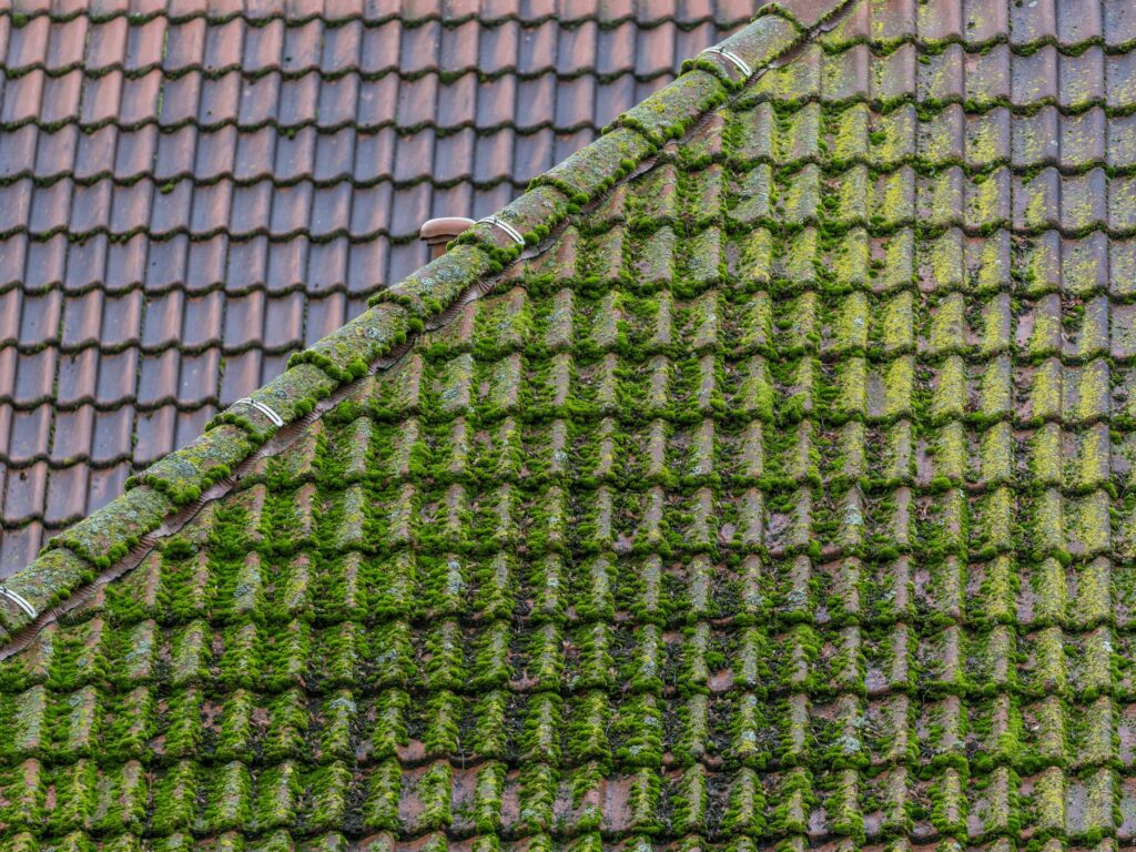 Roof with moss